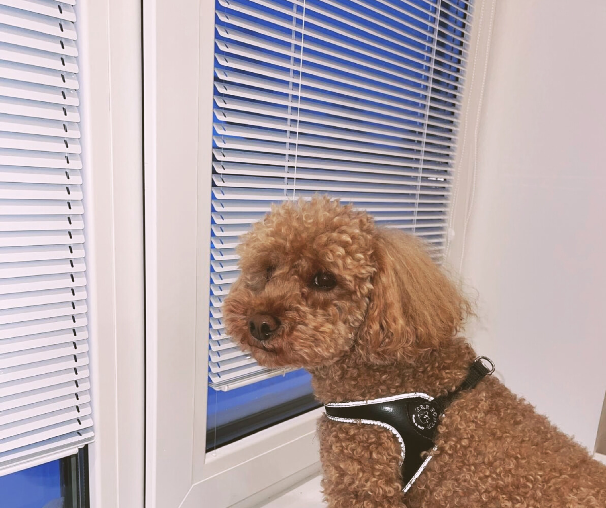 Horizontālas žaluzijas